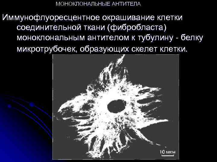 МОНОКЛОНАЛЬНЫЕ АНТИТЕЛА Иммунофлуоресцентное окрашивание клетки соединительной ткани (фибробласта) моноклональным антителом к тубулину - белку