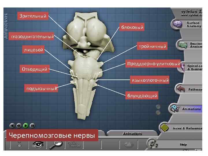 Зрительный блоковый глазодвигательный лицевой Отводящий тройничный Преддверно-улитковый языкоглоточный подъязычный блуждающий Черепномозговые нервы 