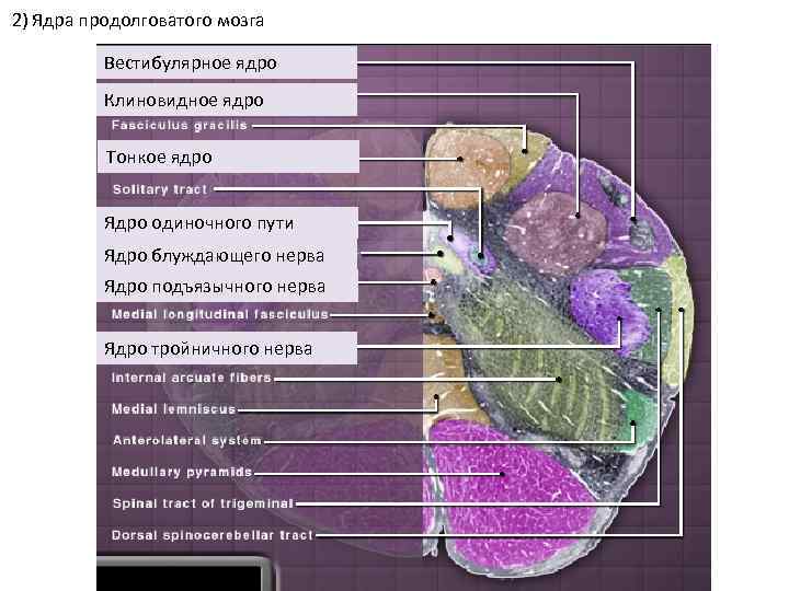 2) Ядра продолговатого мозга Вестибулярное ядро Клиновидное ядро Тонкое ядро Ядро одиночного пути Ядро