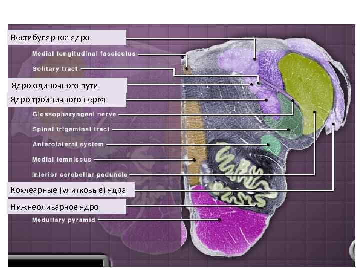Вестибулярное ядро Ядро одиночного пути Ядро тройничного нерва Кохлеарные (улитковые) ядра Нижнеоливарное ядро 