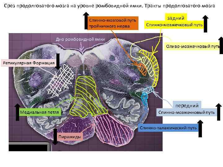 Срез продолговатого мозга на уровне ромбовидной ямки. Тракты продолговатого мозга задний передний 