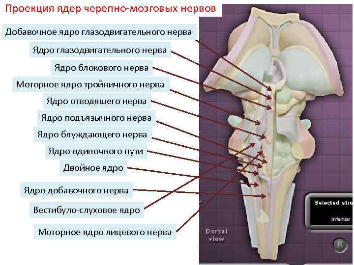 Проекция ядер черепно-мозговых нервов Добавочное ядро глазодвигательного нерва Ядро блокового нерва Моторное ядро тройничного
