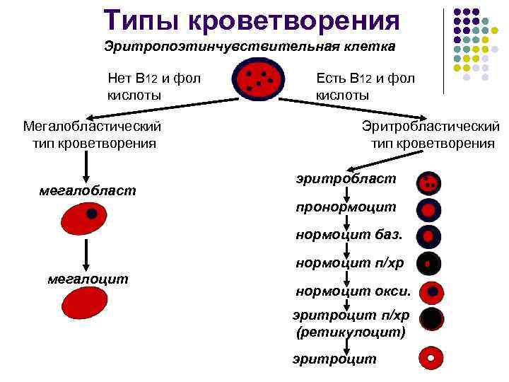 Типы кроветворения Эритропоэтинчувствительная клетка Нет В 12 и фол кислоты Мегалобластический тип кроветворения мегалобласт