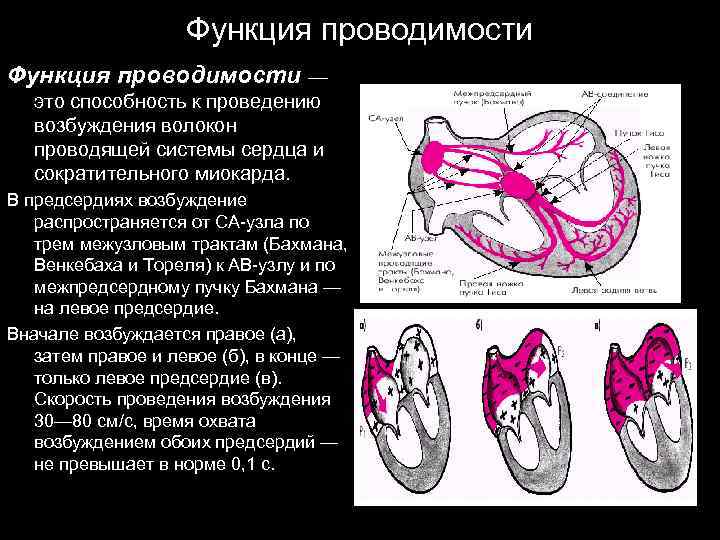 Функция проводимости — это способность к проведению возбуждения волокон проводящей системы сердца и сократительного