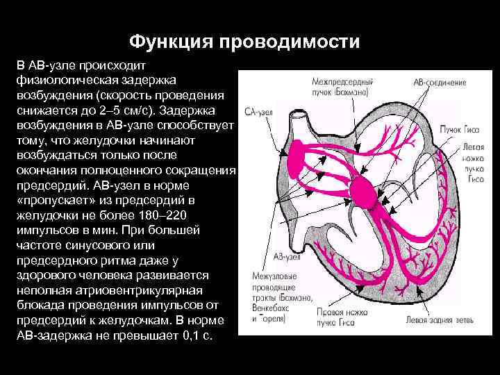 Функция проводимости В АВ-узле происходит физиологическая задержка возбуждения (скорость проведения снижается до 2– 5