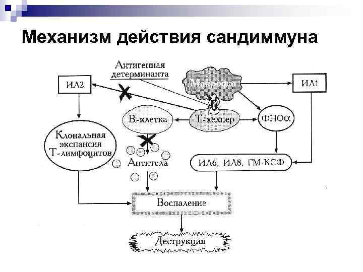 Механизм действия сандиммуна 