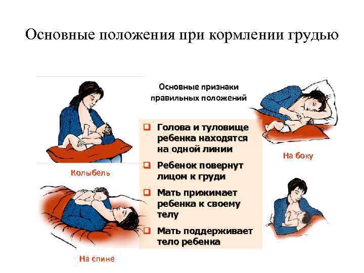 Основные положения при кормлении грудью Основные признаки правильных положений q Голова и туловище ребенка