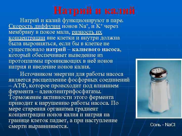 Натрий и калий функционируют в паре. Скорость диффузии ионов Na+, и K+ через мембрану