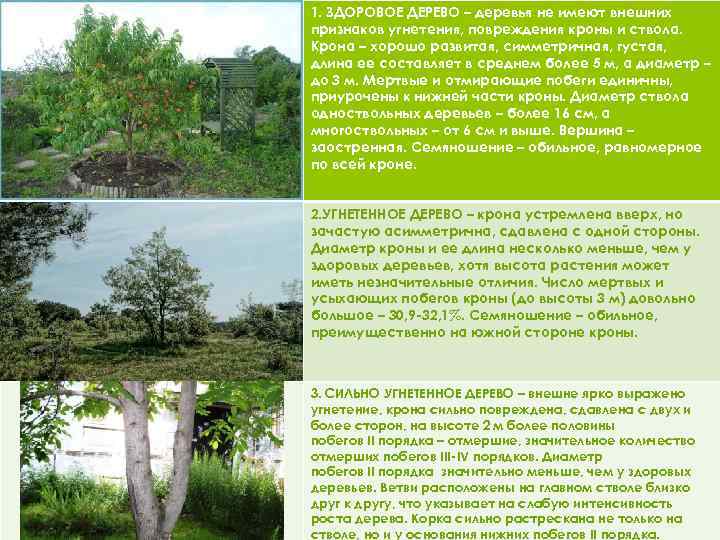1. ЗДОРОВОЕ ДЕРЕВО – деревья не имеют внешних признаков угнетения, повреждения кроны и ствола.