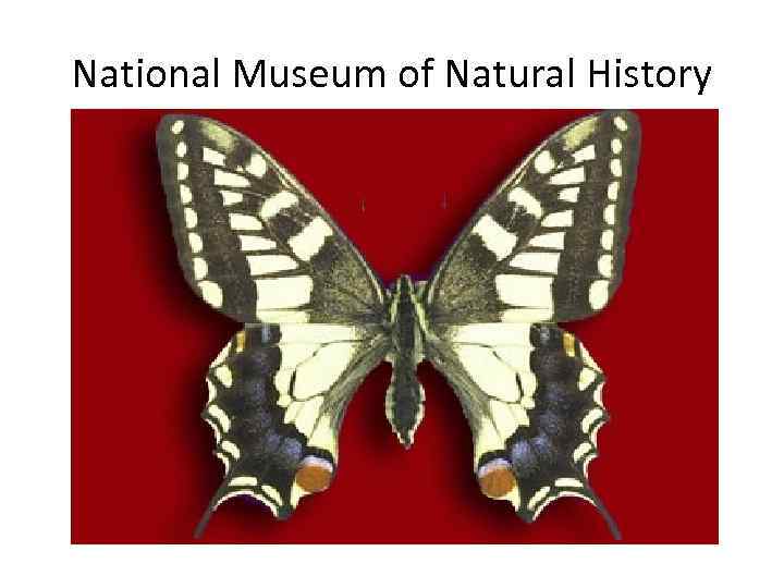 National Museum of Natural History 