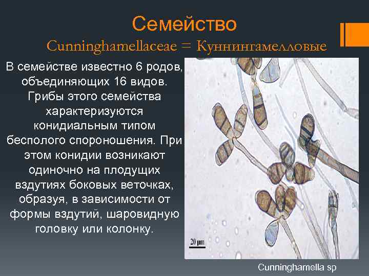 Семейство Cunninghamellaceae = Куннингамелловые В семействе известно 6 родов, объединяющих 16 видов. Грибы этого