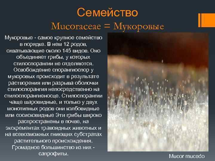 Семейство Mucoraceae = Мукоровые - самое крупное семейство в порядке. В нем 12 родов,