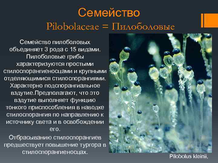 Семейство Pilobolaceae = Пилоболовые Семейство пилоболовых объединяет 3 рода с 15 видами. Пилоболовые грибы