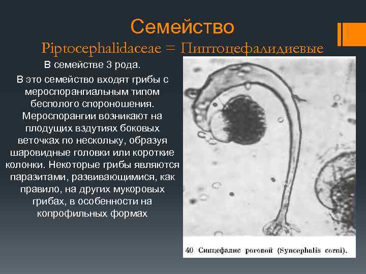 Семейство Piptocephalidaceae = Пиптоцефалидиевые В семействе 3 рода. В это семейство входят грибы с