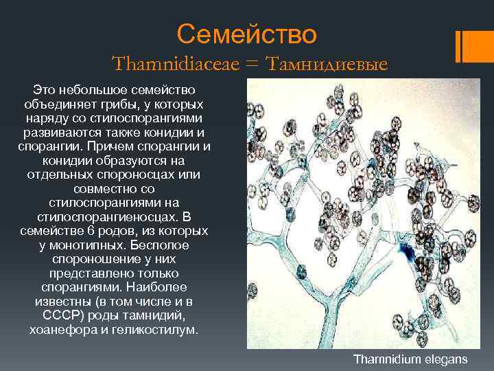 Семейство Thamnidiaceae = Тамнидиевые Это небольшое семейство объединяет грибы, у которых наряду со стилоспорангиями