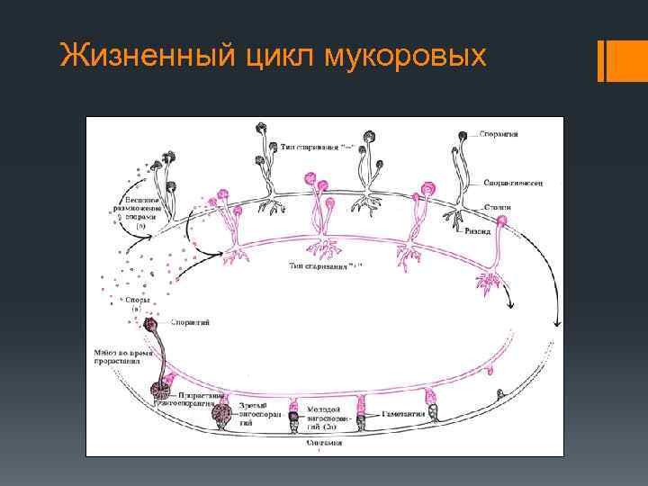 Жизненный цикл мукоровых 