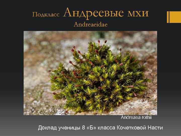 Подкласс Андреевые мхи Andreaeidae Andreaea rothii Доклад ученицы 8 «Б» класса Кочетковой Насти 