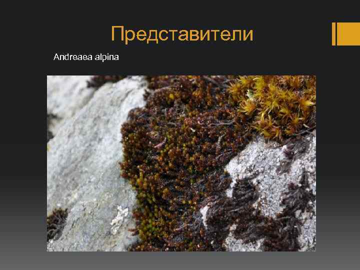 Представители Andreaea alpina 