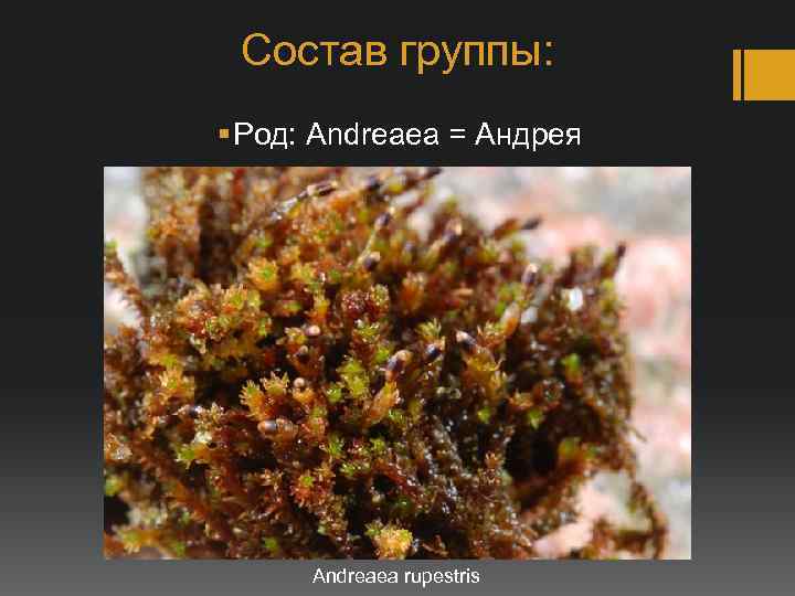 Состав группы: § Род: Andreaea = Андрея Andreaea rupestris 