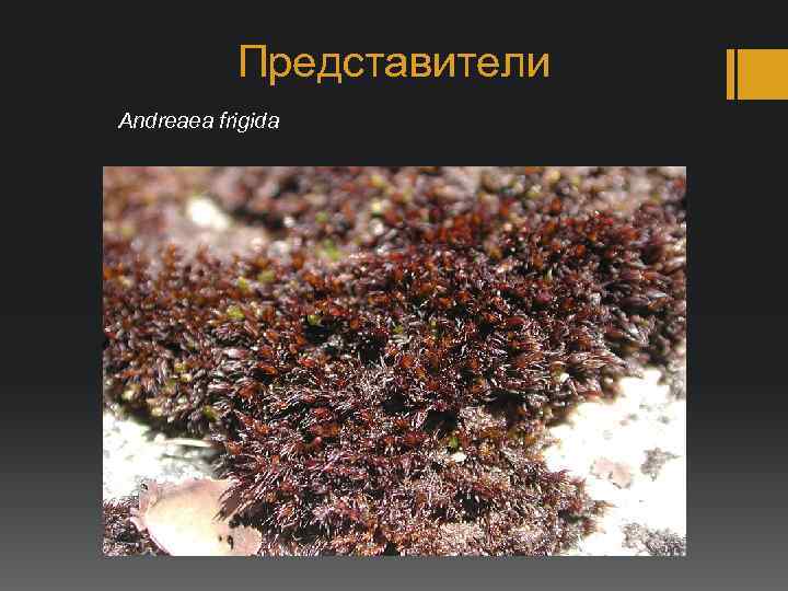 Представители Andreaea frigida 