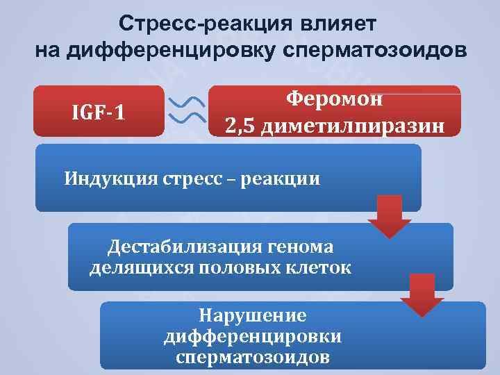 Стресс-реакция влияет на дифференцировку сперматозоидов IGF-1 Феромон 2, 5 диметилпиразин Индукция стресс – реакции