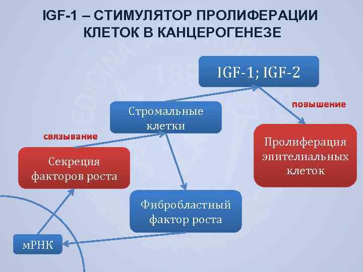 IGF-1 – СТИМУЛЯТОР ПРОЛИФЕРАЦИИ КЛЕТОК В КАНЦЕРОГЕНЕЗЕ IGF-1; IGF-2 Стромальные клетки Пролиферация эпителиальных клеток