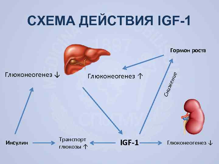 СХЕМА ДЕЙСТВИЯ IGF-1 жен Глюконеогенез ↑ Сни Глюконеогенез ↓ ие Гормон роста Инсулин Транспорт