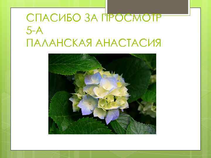 СПАСИБО ЗА ПРОСМОТР 5 -А ПАЛАНСКАЯ АНАСТАСИЯ 