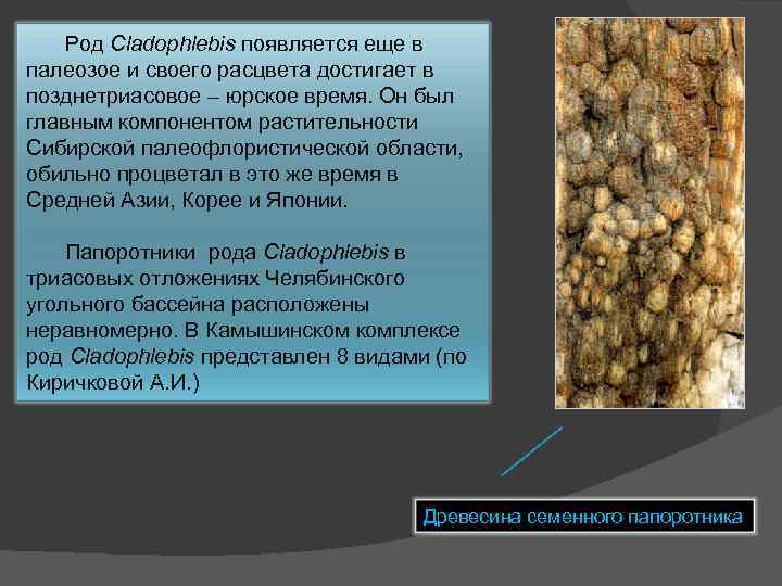 Род Cladophlebis появляется еще в палеозое и своего расцвета достигает в позднетриасовое – юрское