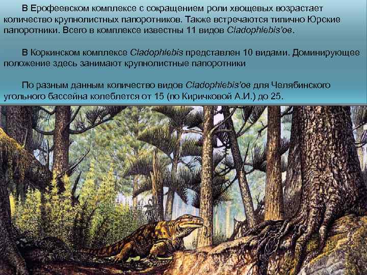 В Ерофеевском комплексе с сокращением роли хвощевых возрастает количество крупнолистных папоротников. Также встречаются типично