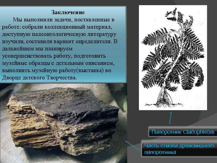 Заключение Мы выполнили задачи, поставленные в работе: собрали коллекционный материал, доступную палеонтологическую литературу изучили,