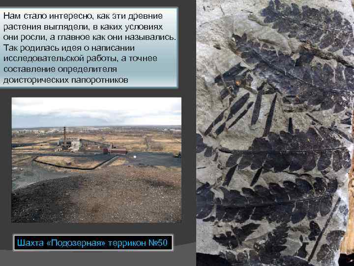 Нам стало интересно, как эти древние растения выглядели, в каких условиях они росли, а