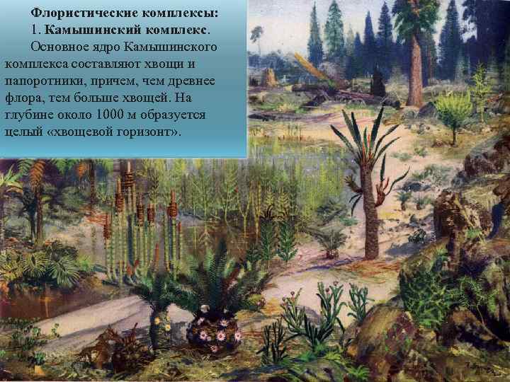 Флористические комплексы: 1. Камышинский комплекс. Основное ядро Камышинского комплекса составляют хвощи и папоротники, причем,