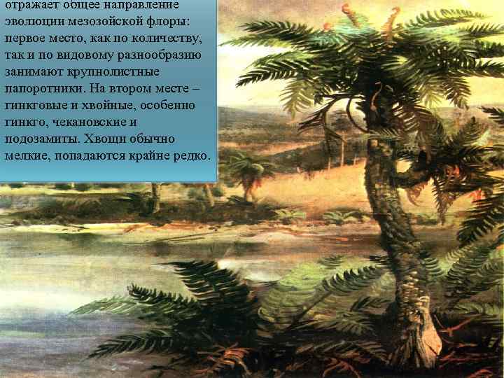 отражает общее направление эволюции мезозойской флоры: первое место, как по количеству, так и по
