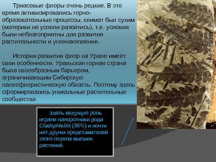 Триасовые флоры очень редкие. В это время активизировались горнообразовательные процессы, климат был сухим (материки