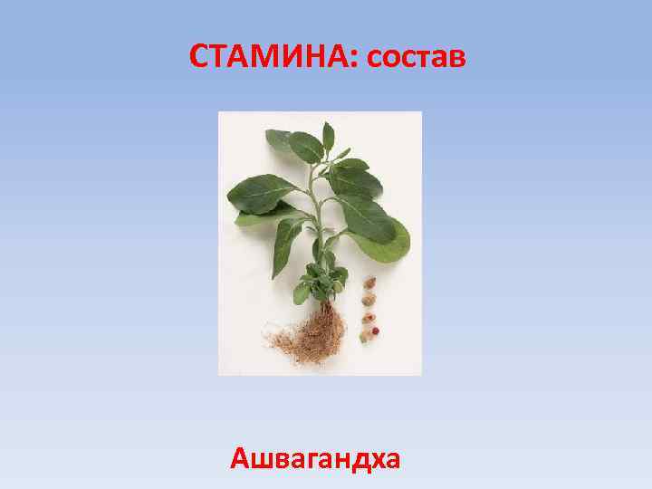 СТАМИНА: состав Ашвагандха 