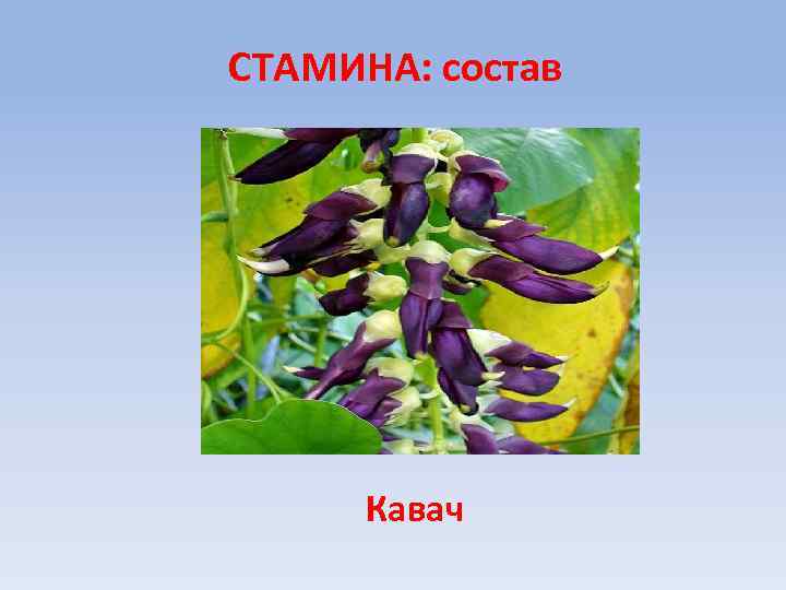 СТАМИНА: состав Кавач 