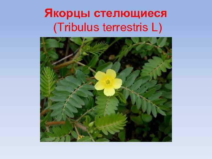 Якорцы стелющиеся (Tribulus terrestris L) 