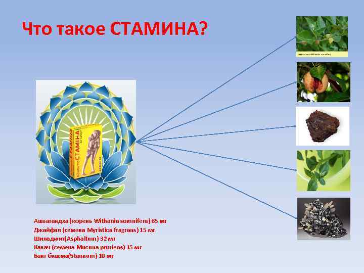 Что такое СТАМИНА? Ашвагандха (корень Withania somnifera) 65 мг Джайфал (семена Myristica fragrans) 15