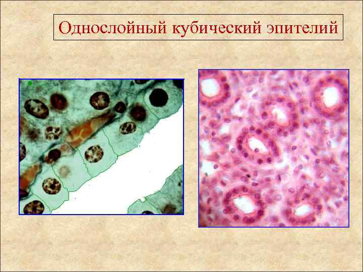 Однослойный кубический эпителий 