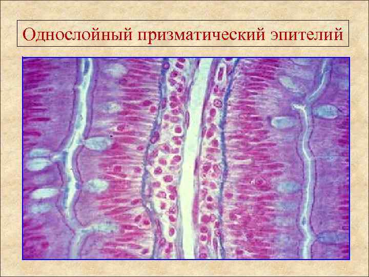 Однослойный призматический эпителий 