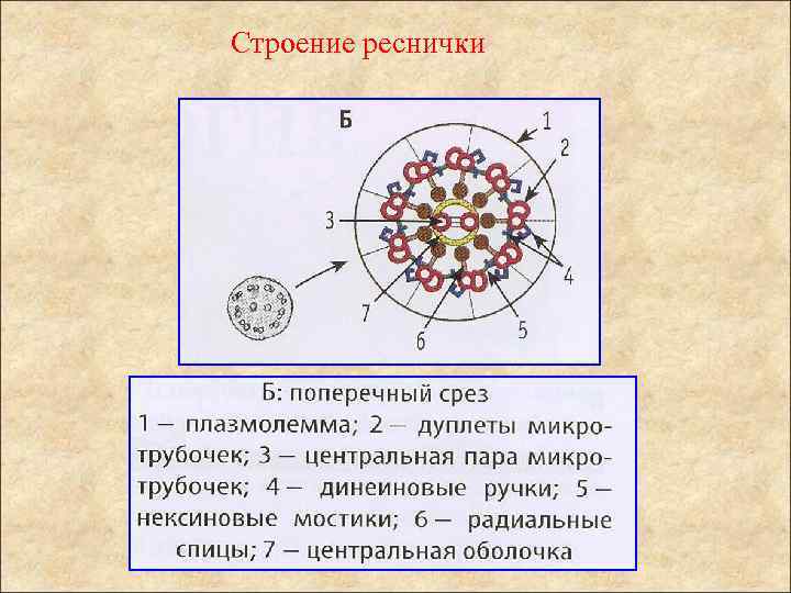 Строение реснички 