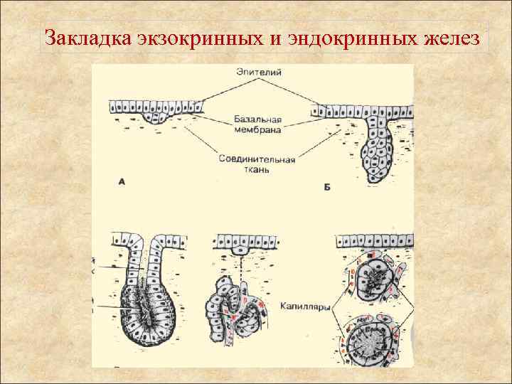 Закладка экзокринных и эндокринных желез 