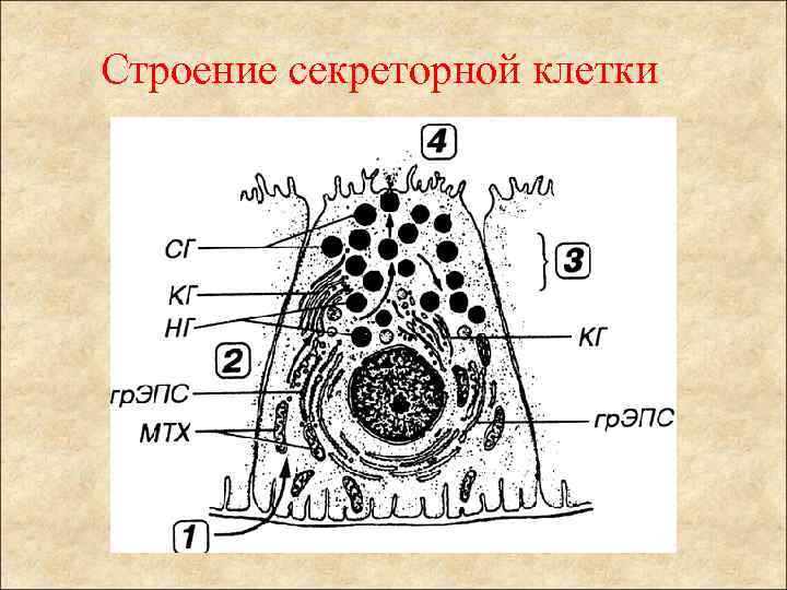 Строение секреторной клетки 