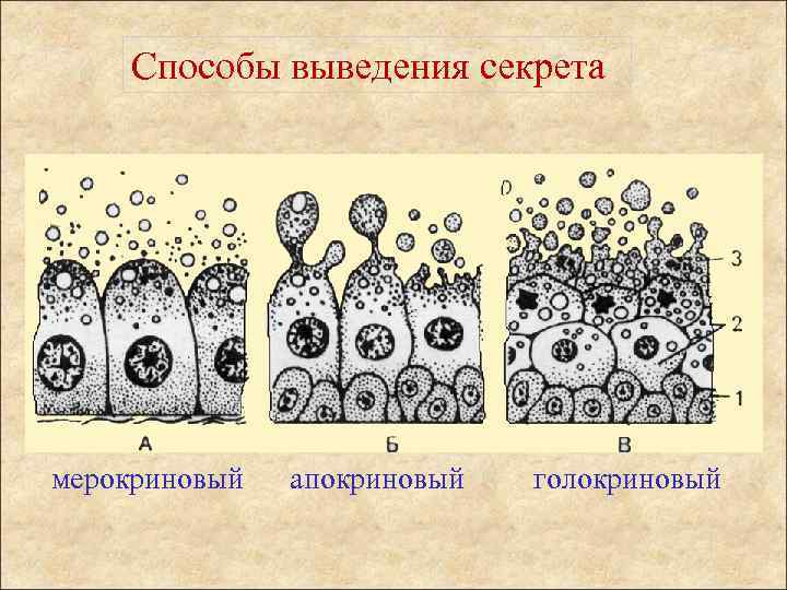 Способы выведения секрета мерокриновый апокриновый голокриновый 