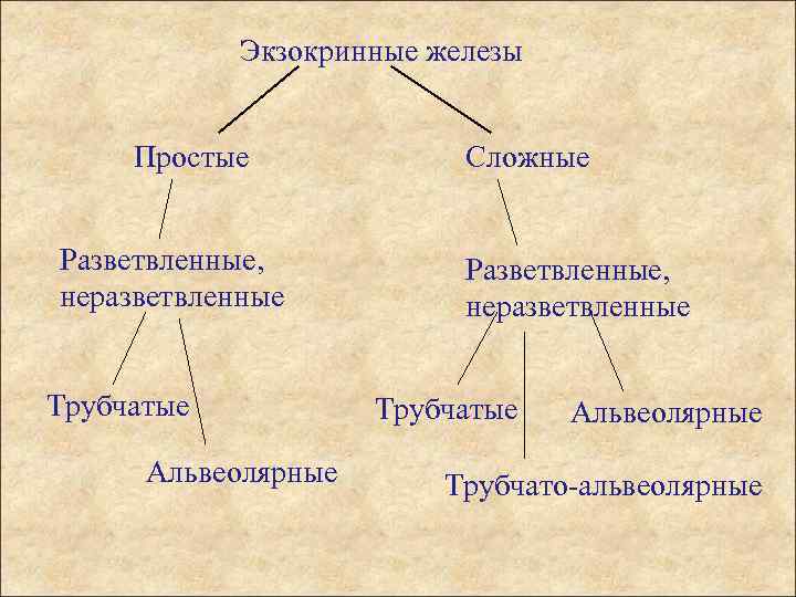 Экзокринные железы Простые Разветвленные, неразветвленные Трубчатые Альвеолярные Сложные Разветвленные, неразветвленные Трубчатые Альвеолярные Трубчато-альвеолярные 