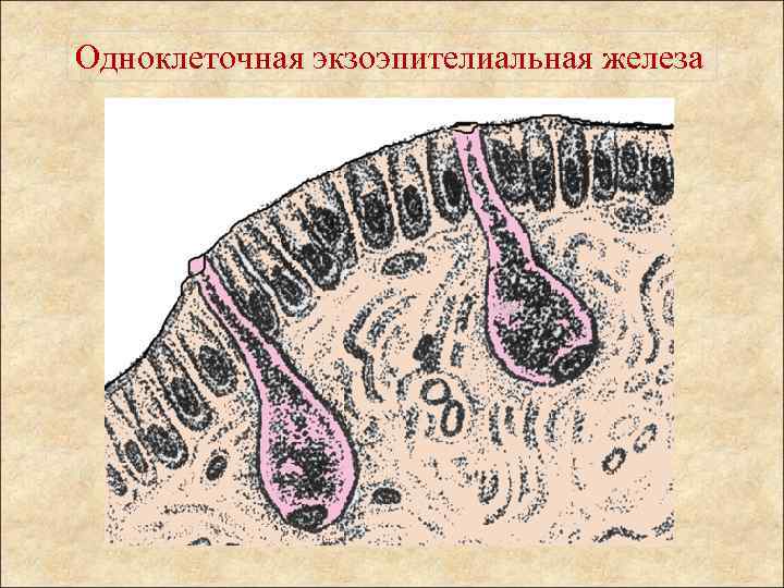 Одноклеточная экзоэпителиальная железа 