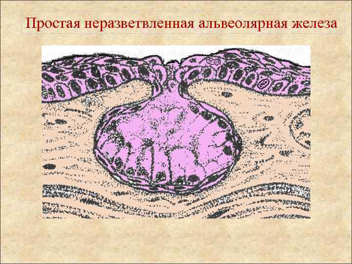 Простая железа. Простая разветвленная альвеолярная железа. Сложная разветвленная альвеолярная железа. Простая альвеолярная железа кожи лягушки. Простая неразветвленная альвеолярно трубчатая железа.