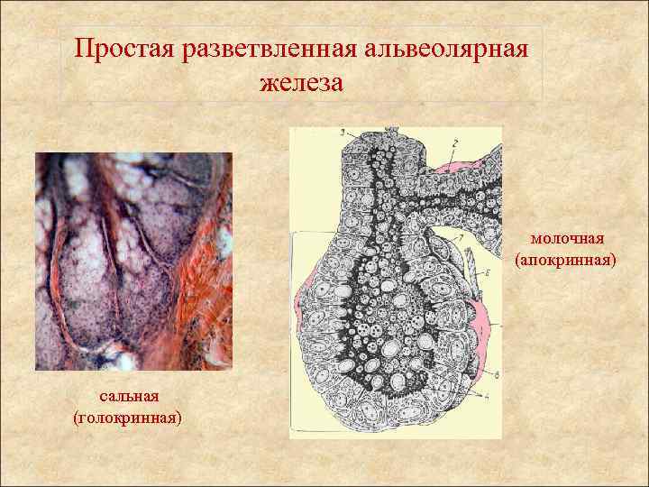 Гистология молочная железа рисунок