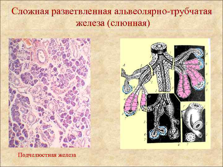 Сложная железа. Мложая разветвленная альвеолярнотрубчатая железа. Сложные разветвленные альвеолярно-трубчатые железы. Сложные разветвленные альвеолярно-трубчатые. Альвеолярно трубчатая железа гистология.